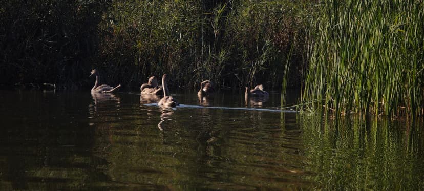 Лебеді на воді біля річки Рів
